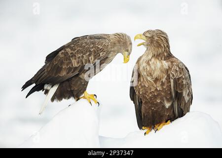 Ausgewachsenes Paar Weißschwanzadler (Haliaeetus albicilla), der sich auf Offshore-Meereis ausruht und interagiert, Hokkaido, Japan Stockfoto