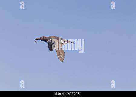 Gewöhnliche Guillemot (Uria aalge) gebrückte Form, Erwachsener, Zucht Gefieder, im Flug, mit Sandaal Beute im Schnabel, St. ABB's Head National Nature Reserve Stockfoto