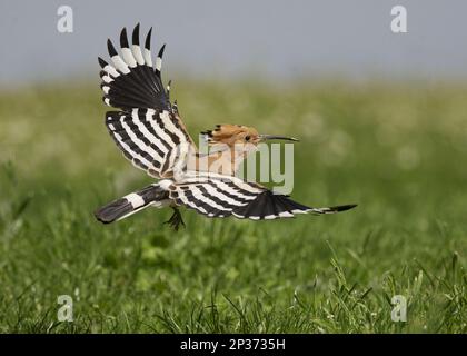 Eurasischer Hoopoe (Upupa epops), Erwachsener, im Flug, Hortobagy N.P., Ungarn Stockfoto