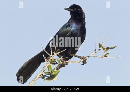 Grackle (Quiscalus Major), männlich, hoch oben auf dem Zweig, Florida, USA Stockfoto