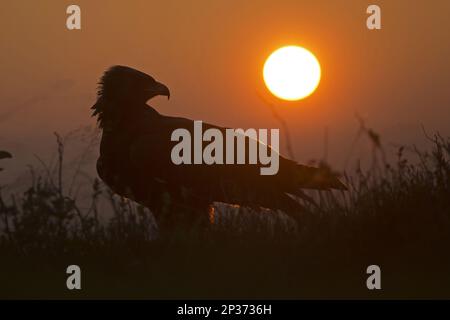 Steppenadler (Aquila nipalensis), ausgewachsen, auf dem Boden stehend, Silhouette bei Sonnenuntergang (in Gefangenschaft), Oktober, Tschechische Republik Stockfoto