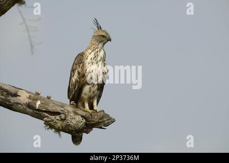 Wechselbare Hawk-Adler (Nisaetus cirrhatus ceylanensis), Erwachsener, hoch oben auf einem Ast, Yala N.P., Sri Lanka Stockfoto