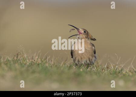 Hufeisen (Upupa epops), Erwachsene, füttern, hochwerfen und die Raupe in ihrem Schnabel fangen, auf dem Boden stehend, Suffolk, England, Vereinigtes Königreich Stockfoto