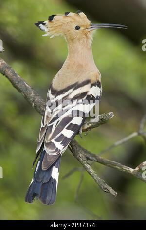 Eurasischer Hoopoe (Upupa epops), Erwachsener, hoch oben auf einem Ast, Gabarevo, Bulgarien Stockfoto