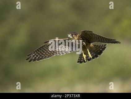 Merlin (Falco columbarius), männlicher Jugendlicher, im Flug, Peak District National Park, Derbyshire, England, Vereinigtes Königreich Stockfoto