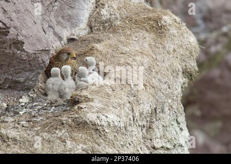 Falco tinnunculus, ausgewachsene Frau, Küken füttern, im Nest auf felsigem Felsvorsprung der Meeresklippe, St. ABB's Head National Nature Stockfoto