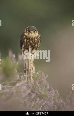 Merlin (Falco columbarius), männlicher Jugendlicher, auf dem Posten im Moorland, Peak District National Park, Derbyshire, England, Vereinigtes Königreich Stockfoto