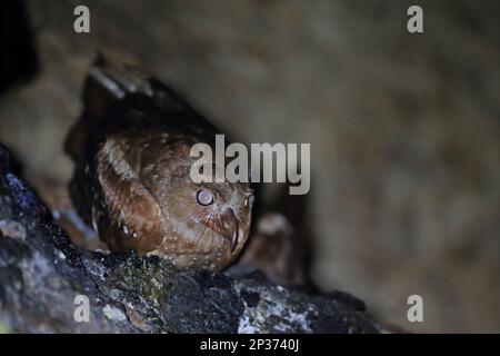 Ölvogel (Steatornis caripensis), Erwachsener, in Höhle, Trinidad, Trinidad und Tobago Stockfoto