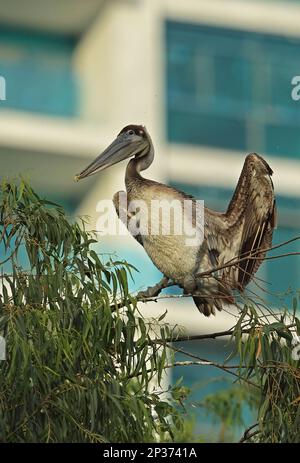Brauner Pelikan (Pelecanus occidentalis) unreif, auf einem Baum in einer Küstenstadt, Panama-Stadt, Panama Stockfoto