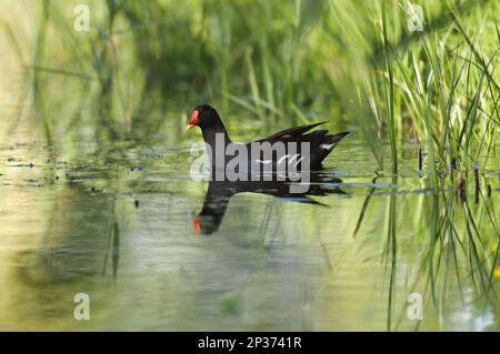 Moorhen, Grünfüßiger Moorhen, Maulhennen, Gemeine Maultiere (Gallinula chloropus), Grünfüßige Maultiere, Rallen, Tiere, Vögel, Gemeiner Moorhen Erwachsener Stockfoto