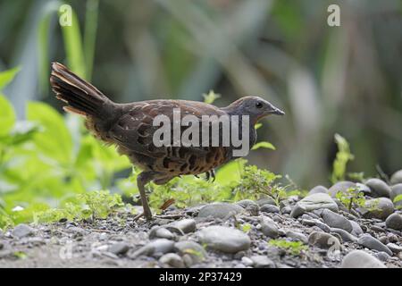 Chinesisches Bambushuhn (Bambusicola thoracicus sonorivox), Erwachsener, auf Steinen gehendes Huhn, Huben, Mitte Taiwan Stockfoto