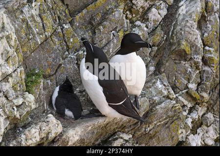 Razorbill (Alca torda), ausgewachsenes Paar, Zuchthupfer, mit Küken auf felsigem Ast, Skokholm Island, Pembrokeshire, Wales, Vereinigtes Königreich Stockfoto