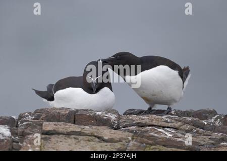 Razorbill (Alca torda) erwachsenes Paar, Zuchtrupfer, gegenseitige Preening, Northumberland, England, Vereinigtes Königreich Stockfoto