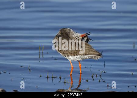 Gemeiner Rotschenkel (Tringa totanus), Erwachsene, Zuchtrupfer, Zucht, Zucht, in flachem Wasser, Highlands, Schottland, Vereinigtes Königreich Stockfoto