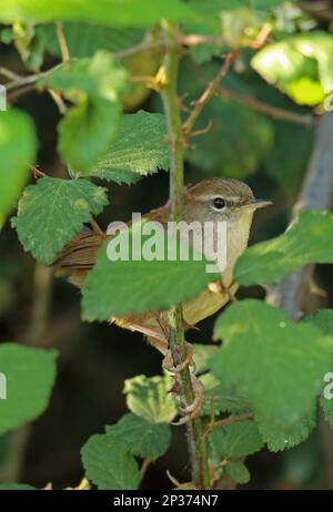 Cetti's Warbler (Cettia cetti) Erwachsene, hoch oben auf Dornstiel zwischen Blättern, Coto Donana, Andalusien, Spanien Stockfoto