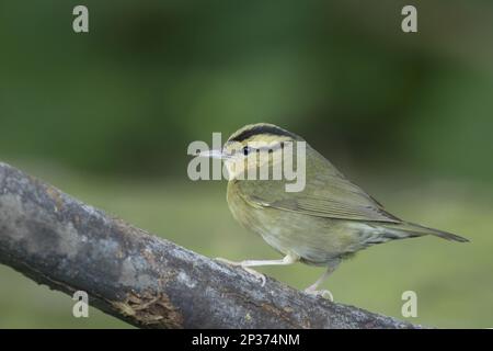 Wurmfressender Rümpfe (Helmitheros vermivorus), Erwachsener, während der Wanderung auf einem Ast sitzend, Golfküste, utricularia ochroleuca (U.) (U.) S. A Stockfoto