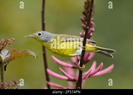 Nashville Warbler (Oreothlypis ruficapilla) männlich, männlich, während der Wanderung auf dem Stamm, Golfküste, Texas, USA Stockfoto