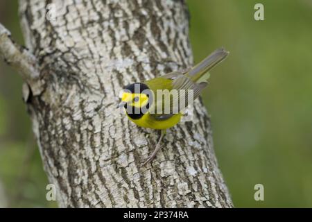 Männlich mit Kapuze (Wilsonia citrina), männlich, während der Wanderung auf einem Ast, Golfküste, Texas, USA Stockfoto