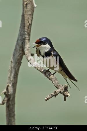 Schwalbe mit weißem Hals (Hirundo albigularis), Erwachsener, ruft, hoch oben auf dem Zweig, Johannesburg, Provinz Gauteng, Südafrika Stockfoto