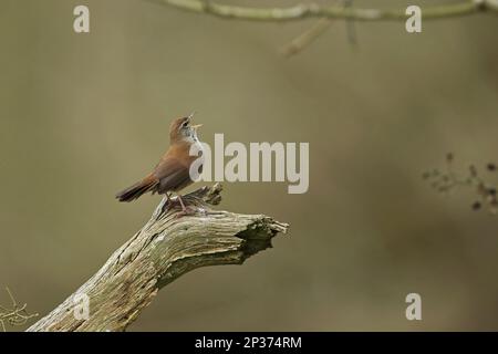 Cetti's Warbler (Cettia cetti) Erwachsener, singend, hoch oben auf dem Ast, Suffolk, England, Vereinigtes Königreich Stockfoto