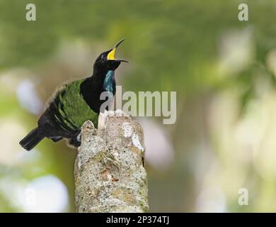 Victoria's Riflebird (Ptiloris victoriae) männlicher Erwachsener, anrufend, hoch oben auf dem Ausstellungsposten, Atherton Tableland, Great Dividing Range, Queensland Stockfoto