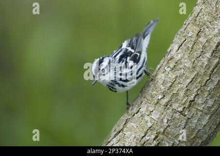 Schwarz-Weiß-Warbler (Mniotilta varia) männlich, männlich, während der Wanderung auf einem Ast, Golfküste, Texas, USA Stockfoto