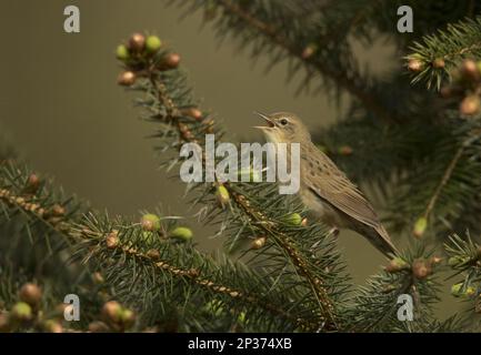 Grasshopper Warbler (Locustella naevia), Erwachsener, singend, hoch oben auf einem Nadelzweig, Schottland, Großbritannien Stockfoto