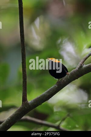 Goldköpfiger pipra Manakin (Ceratopipra erythrocephala erythrocephala), männlich, auf einem Ast sitzend, Darien, Panama Stockfoto