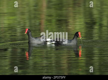 Gemeine Gallinule (Gallinula galeata galeata), erwachsenes Paar, Fütterung am See, Atlantischer Regenwald, Reserva Ecologica de Guapi Assu, Staat Rio de Stockfoto