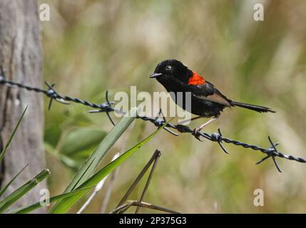 Männlicher Erwachsener mit rotem Feen (Malurus melanocephalus), hoch oben auf Stacheldrahtzaun, Atherton Tableland, Great Dividing Range, Queensland Stockfoto