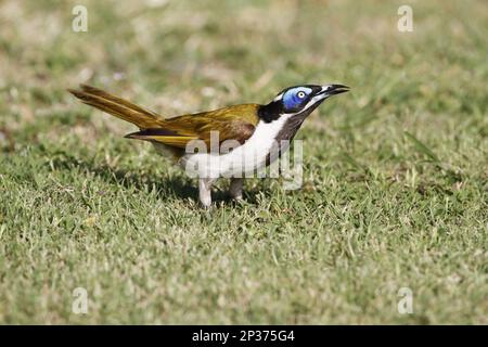 Blauäugiger Honigfresser (Entomyzon cyanotis), Erwachsener, Futtersuche auf kurzem Gras auf Campingplatz, Queensland, Australien Stockfoto