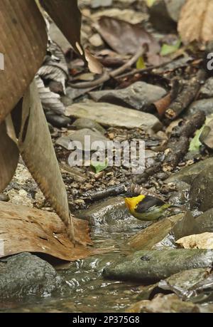 Manakin (Manacus vitellinus vitellinus), männlich, zum Baden und Trinken am Bach, San Francisco Reserve, Darien, Panama Stockfoto