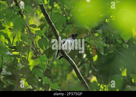 Bärtiger Bellbird (Procnias Averano Carnobarba), männlich, singend, hoch oben auf dem Ast, Trinidad, Trinidad und Tobago Stockfoto