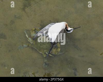 Blaukrabbe (Callinectes sapidus), Erwachsene, Fütterung von Wilsons Phalarope (Phalaropus tricolor), weiblich, Zuchthupfer, gefangen und getötet Stockfoto