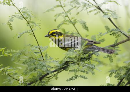 Townsend's Warbler (Dendroica townsendi), männlich, männlich, während der Wanderung auf einem Zweig, Golfküste, Texas, USA Stockfoto