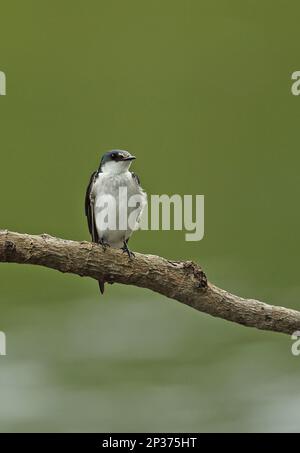 Mangrovenschwalbe (Tachycineta albilinea), Erwachsene, hoch oben auf einem Ast, Darien, Panama Stockfoto