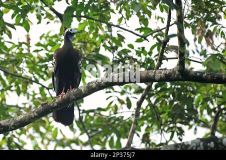 Trinidad Piping-guan (Pipile Pipile), Erwachsener, hoch oben auf einem Ast, Trinidad, Trinidad und Tobago Stockfoto