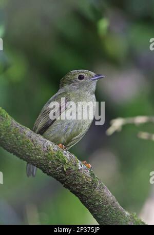 Manakin (Manacus manacus gutturosus), weiblich, auf einem Ast sitzend, Atlantischer Regenwald, Reserva Ecologica de Guapi Assu, Bundesstaat Stockfoto