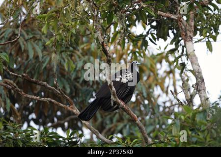 Trinidad Piping-guan (Pipile Pipile), Erwachsener, hoch oben auf einem Ast, Trinidad, Trinidad und Tobago Stockfoto