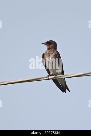 Graubrüstige Martin (Progne chalybea chalybea), Erwachsene Frau, hoch oben auf Powerline, Darien, Panama Stockfoto