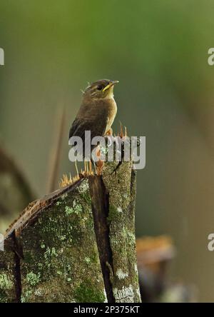 Southern House Wren (Troglodytes musculus intermedius) juvenil, hoch oben auf Baumstumpf, Rio Santiago Nature Resort, Honduras Stockfoto