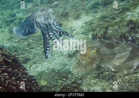 Broadclub Tintenfische (Sepia latimanus), Broadclub Sepia, Broadarm sepias, Broadclub sepias, andere Tiere, Kopffüßer, Tiere, Weichtiere, Broadclub Stockfoto