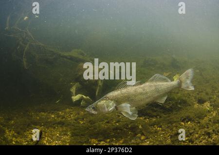 In Zander (Sander lucioperca) wurden Arten eingeführt, Erwachsene, Schwimmen im Fluss, Fluss Trent, Stoke-on-Trent, Staffordshire, England, Vereinigtes Königreich Stockfoto