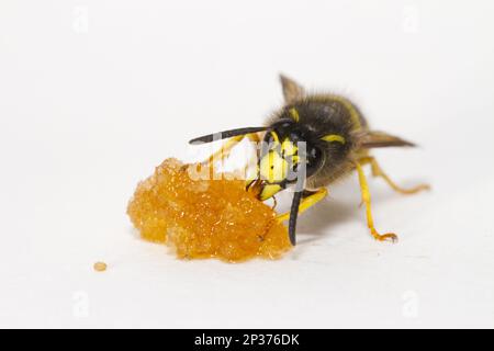 Baum Wasp (Dolichovespula sylvestris), ausgewachsener Arbeiter, sich von Honig ernähren, auf weißem Hintergrund, Powys, Wales, Vereinigtes Königreich Stockfoto