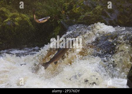 Atlantischer Lachs (Salmo Salar), zwei Erwachsene, springen den Wasserfall hinauf, fahren flussaufwärts zur Laichstätte, River Whiteadder, Berwickshire, Schottisch Stockfoto