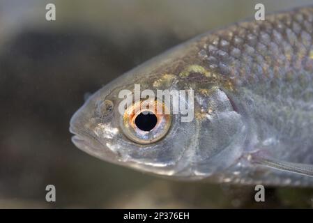 Kakerlake (Rutilus rutilus), Erwachsener, Nahaufnahme des Kopfes, im Tank, Nottingham, Nottinghamshire, England, Vereinigtes Königreich Stockfoto