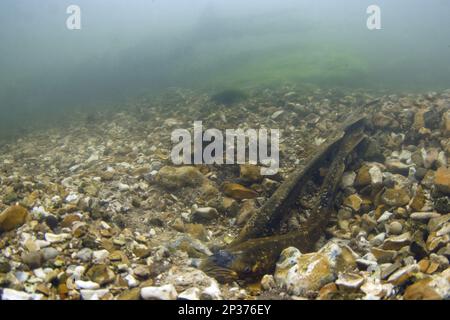 Seemannsauge (Petromyzon marinus), erwachsenes Paar, in 'Nest' auf steinigem Flussbett zum Laichen, River Test, Hampshire, England, Vereinigtes Königreich Stockfoto