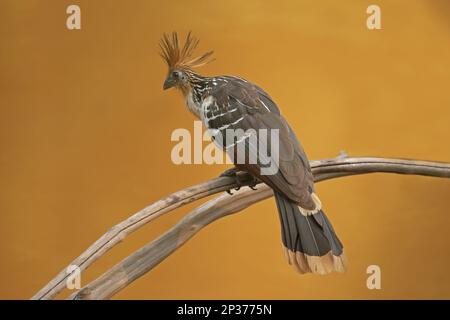 Hoatzin (Opisthocomus hoazin), Erwachsener, hoch oben auf einer Filiale, Tambopata National Reserve, Amazonasbecken, Peruanischer Amazonas, Peru Stockfoto