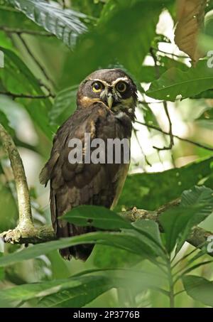 Brillenauge (Pulsatrix perspicillata chapmani), Erwachsener, hoch oben auf einem Ast, Fluss Chagres, Panama Stockfoto