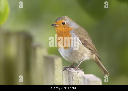 Europäisches Rotkehlchen (Erithacus rubecula), Erwachsener, auf Gartenzaun sitzend, Berwickshire, schottische Grenzen, Schottland, Vereinigtes Königreich Stockfoto